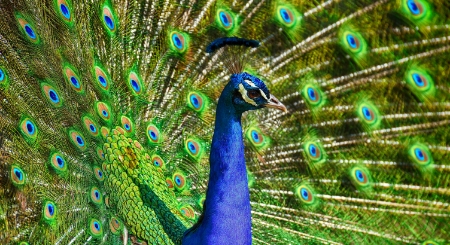 Puberty Peacock